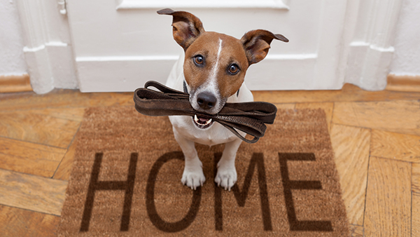 Home-Pets