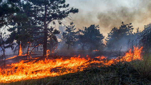 Wildfires