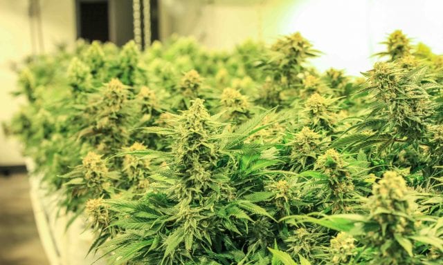 marijuana REIT treehouse