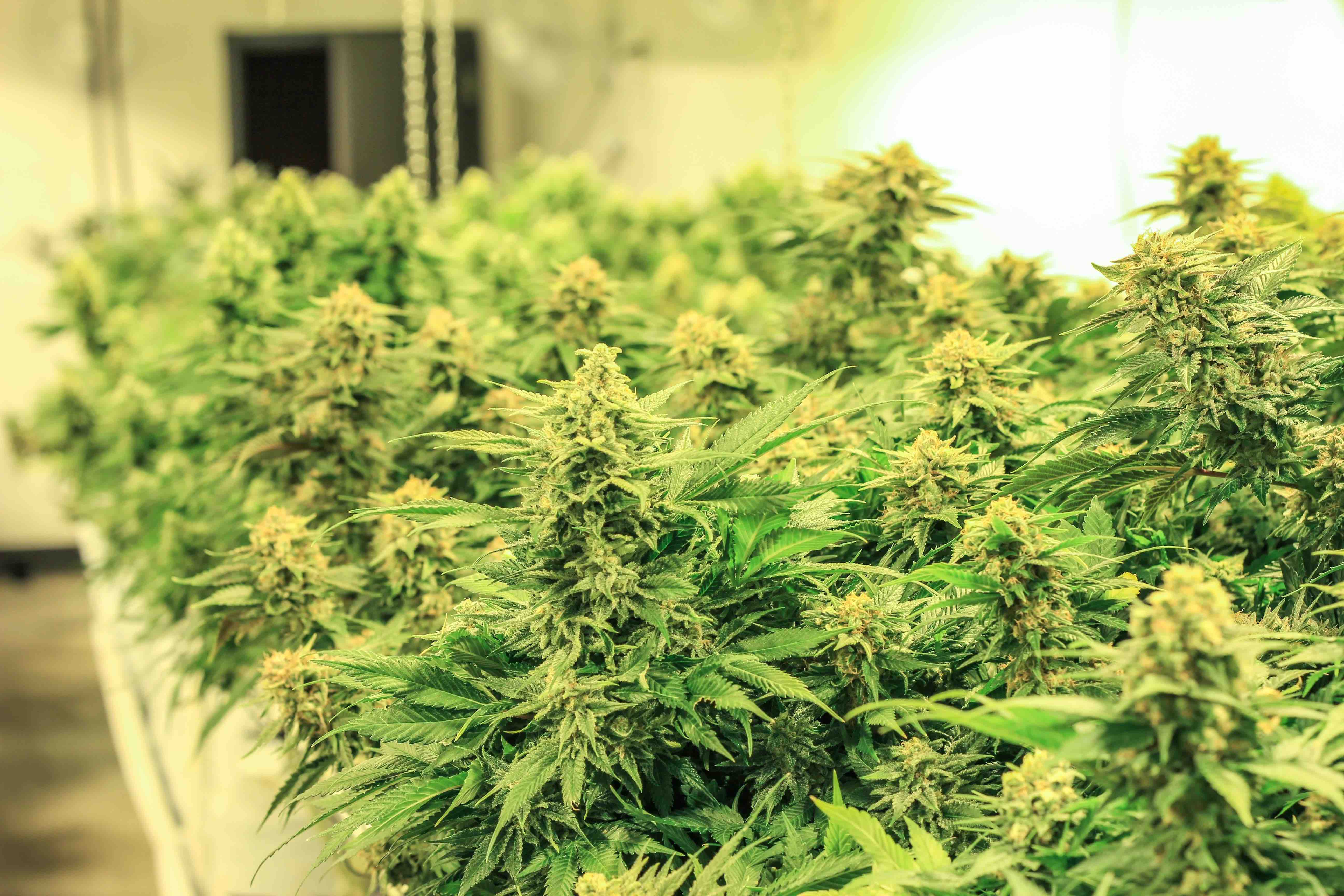 marijuana REIT treehouse