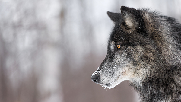 Of-Pigs-Wolves