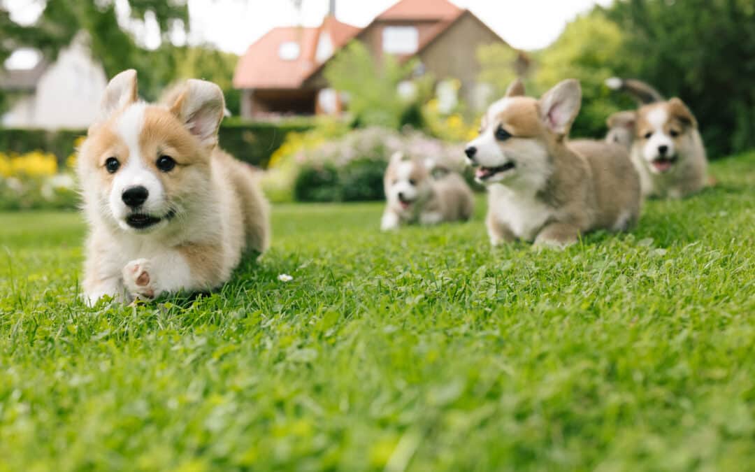 Paws for Profits